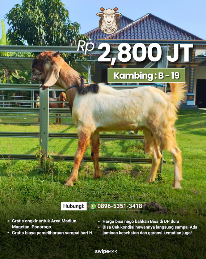 Kambing Qurban B-19