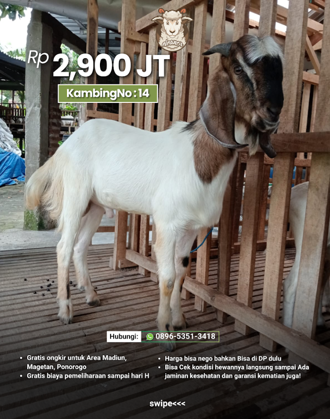 Kambing Qurban A-14