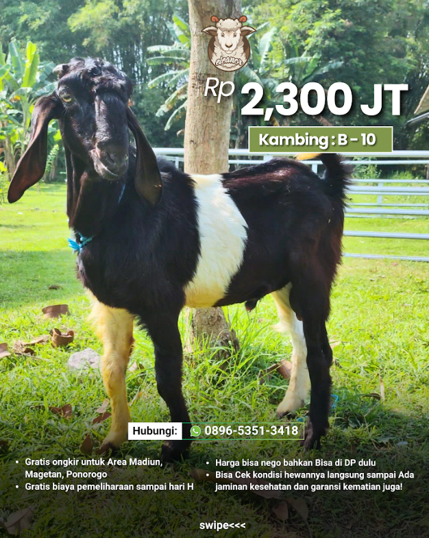Kambing Qurban B-10