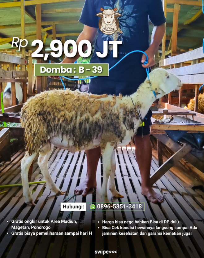 Kambing Qurban B-39