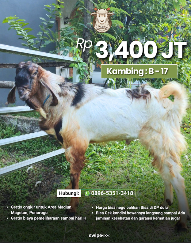 Kambing Qurban B-17
