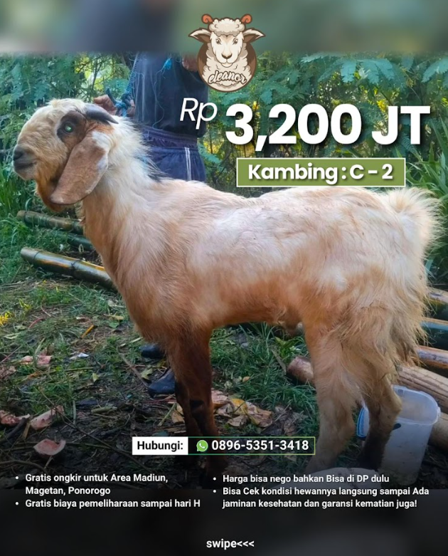 Kambing Qurban C-02