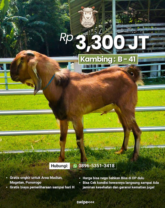 Kambing Qurban B-41