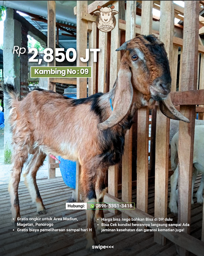 Kambing Qurban A-09