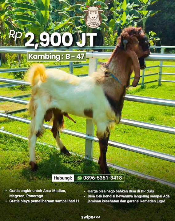 Kambing Qurban B-47