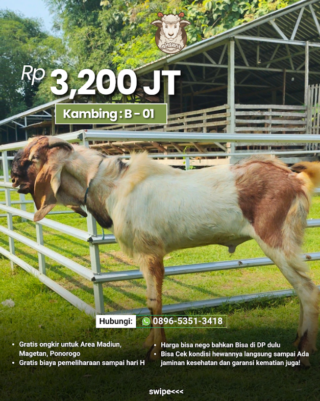 Kambing Qurban B-01