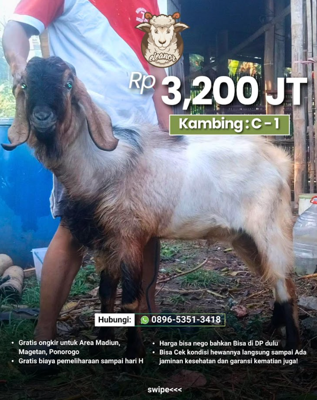 Kambing Qurban C-01