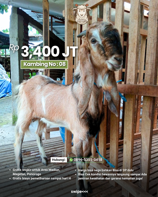Kambing Qurban A-08