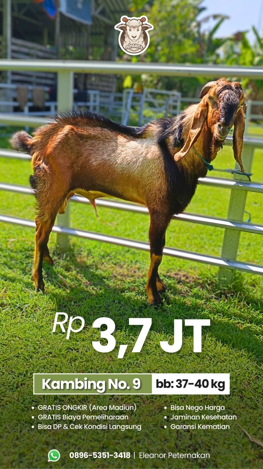 Kambing Qurban No 9
