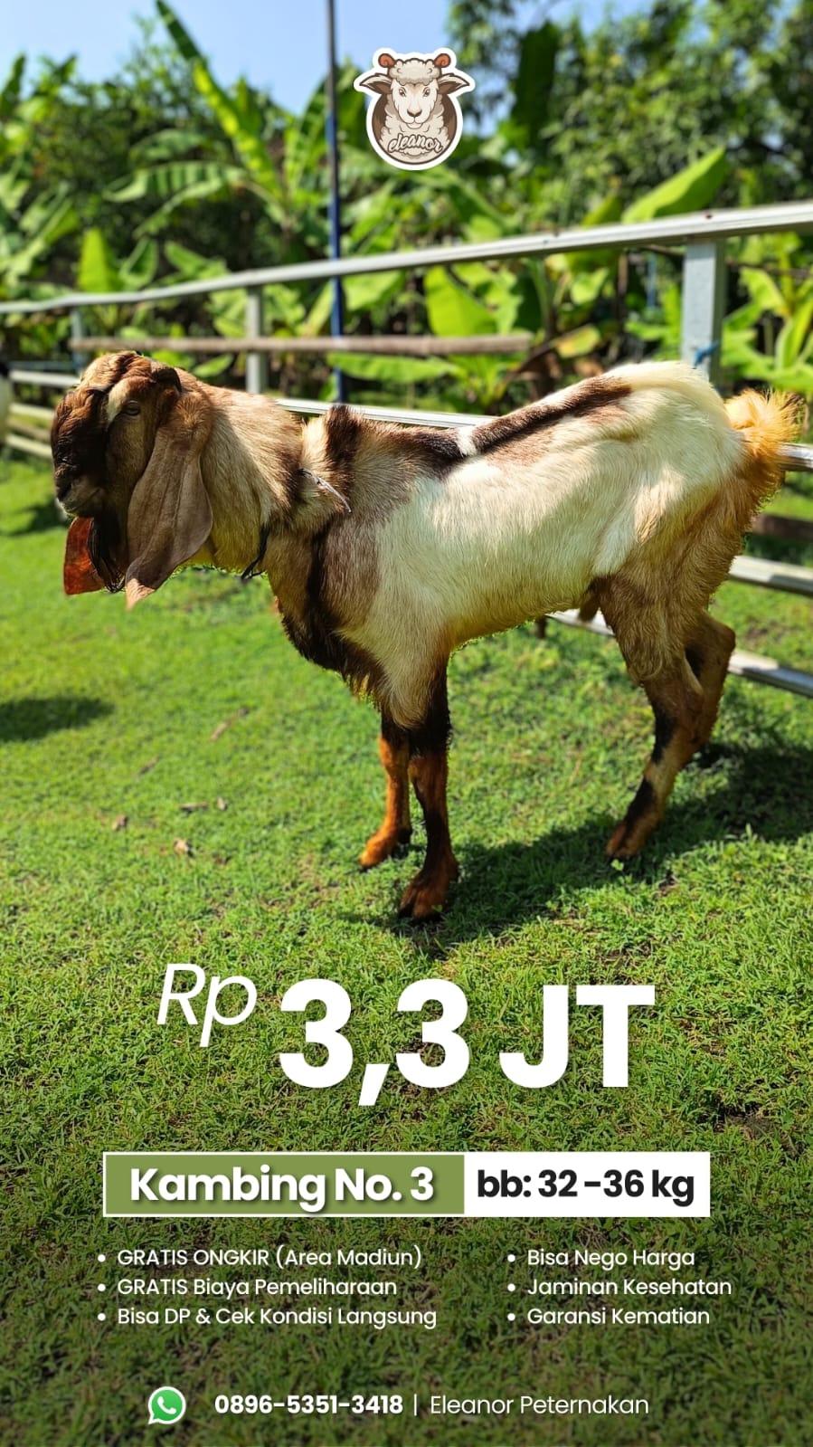 Kambing Qurban No 3