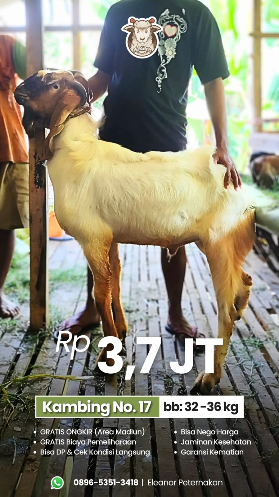 Kambing Qurban No 17