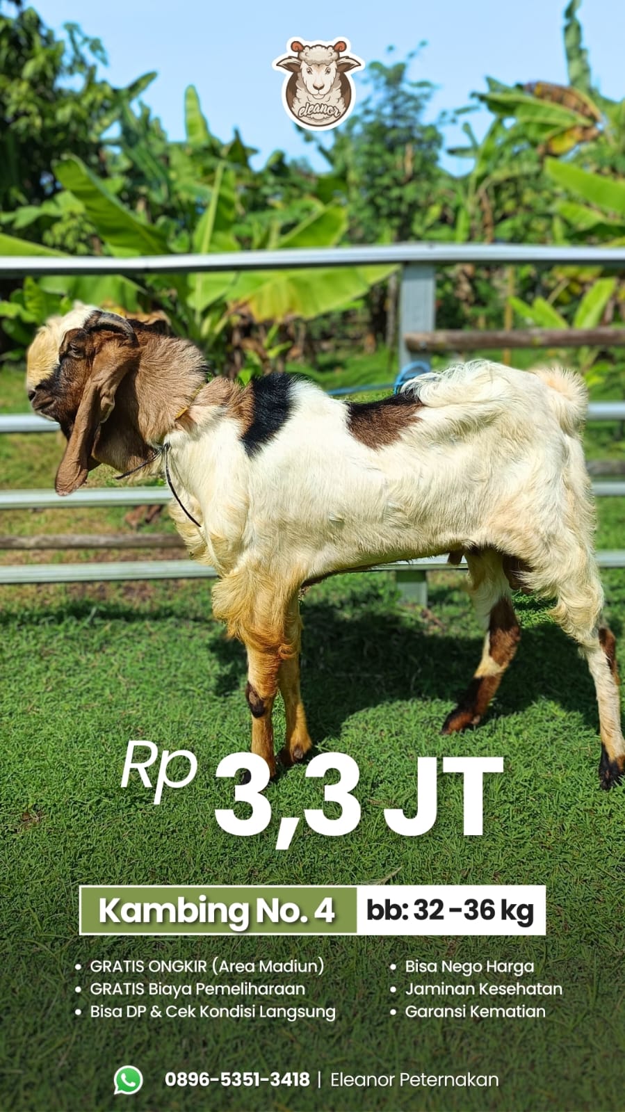 Kambing Qurban No 4