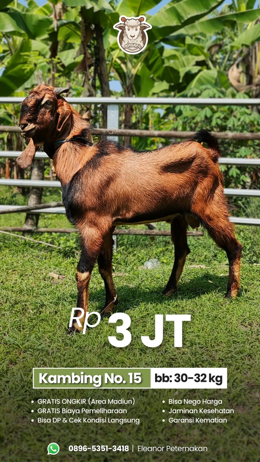 Kambing Qurban No 15