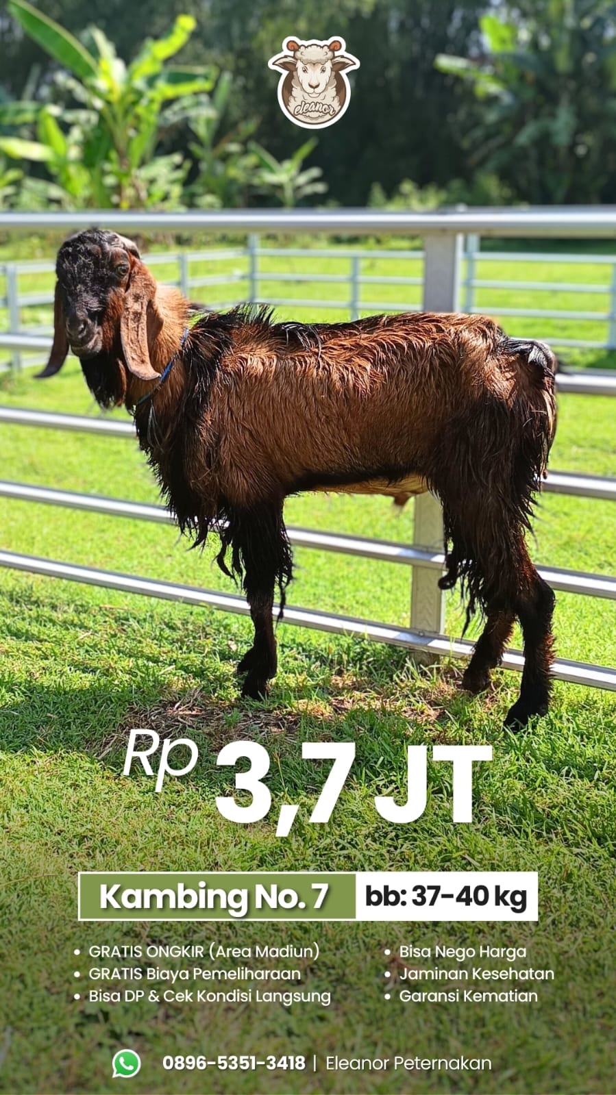 Kambing Qurban No 7