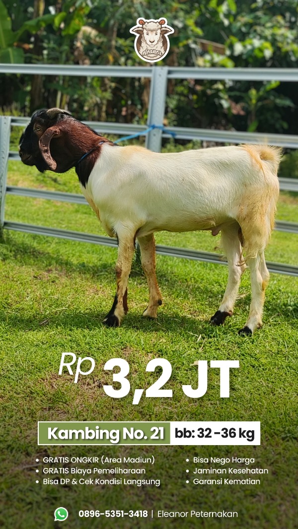 Kambing Qurban No 21