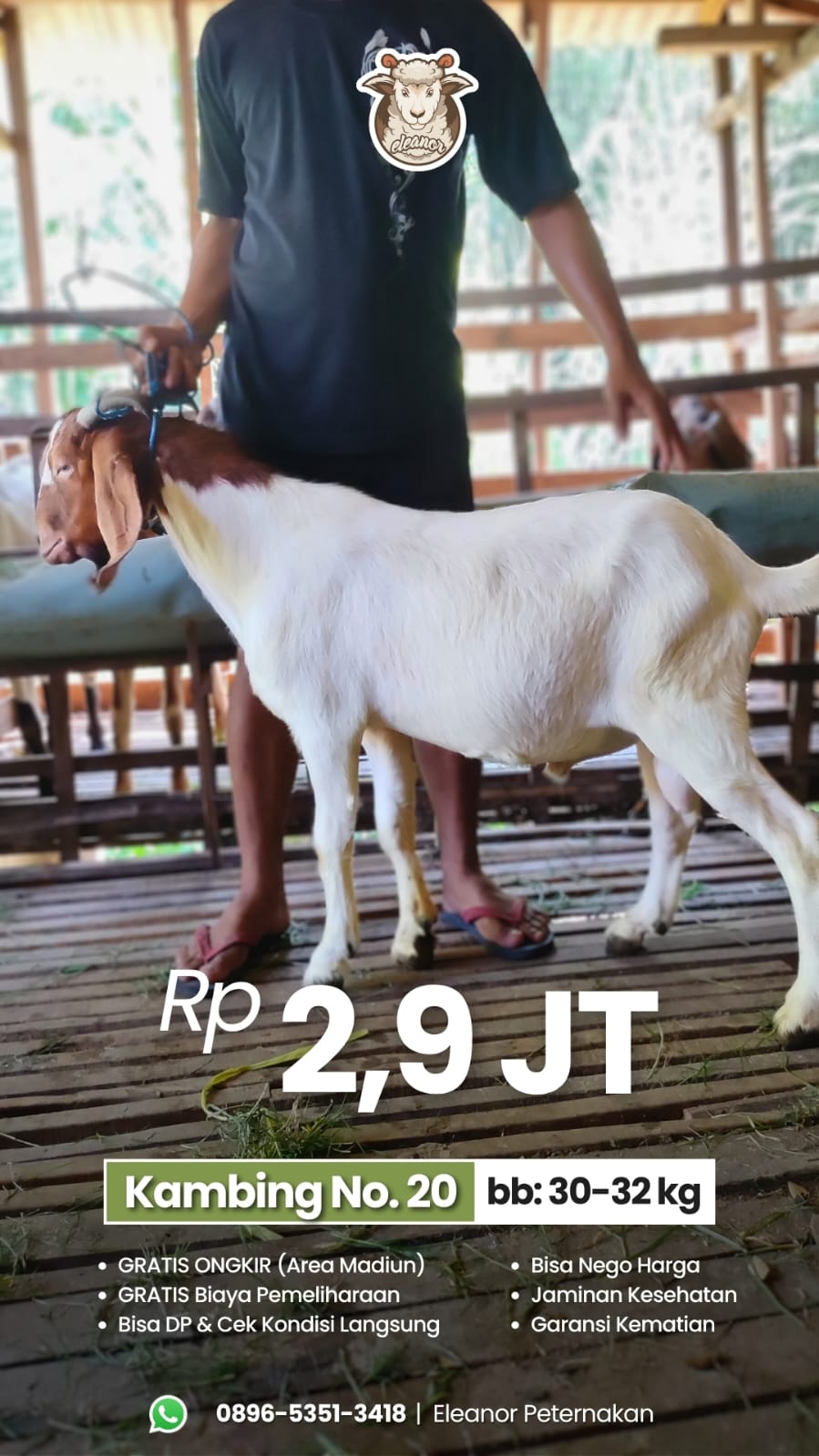 Kambing Qurban No 20