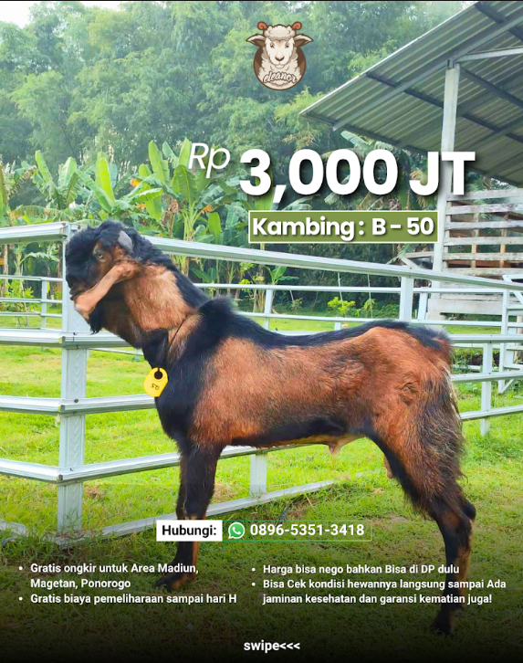 Kambing Qurban B-50