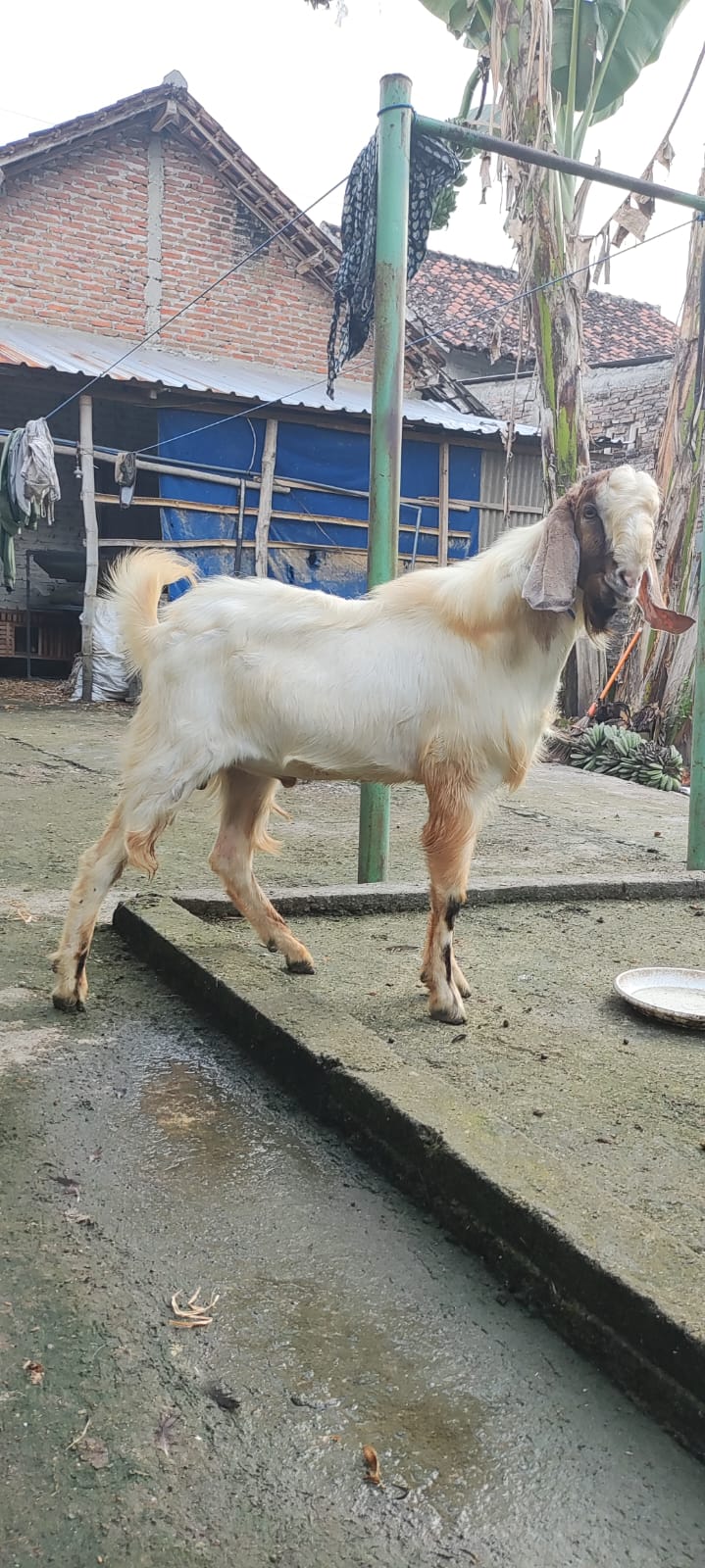 Kambing Qurban No 28