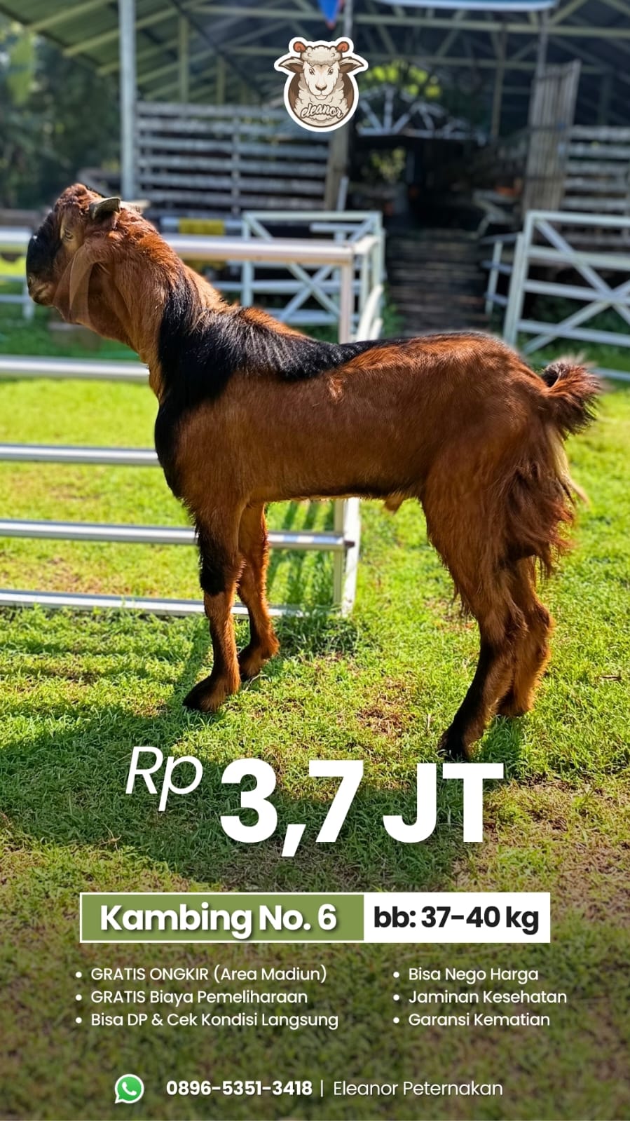 Kambing Qurban No 6