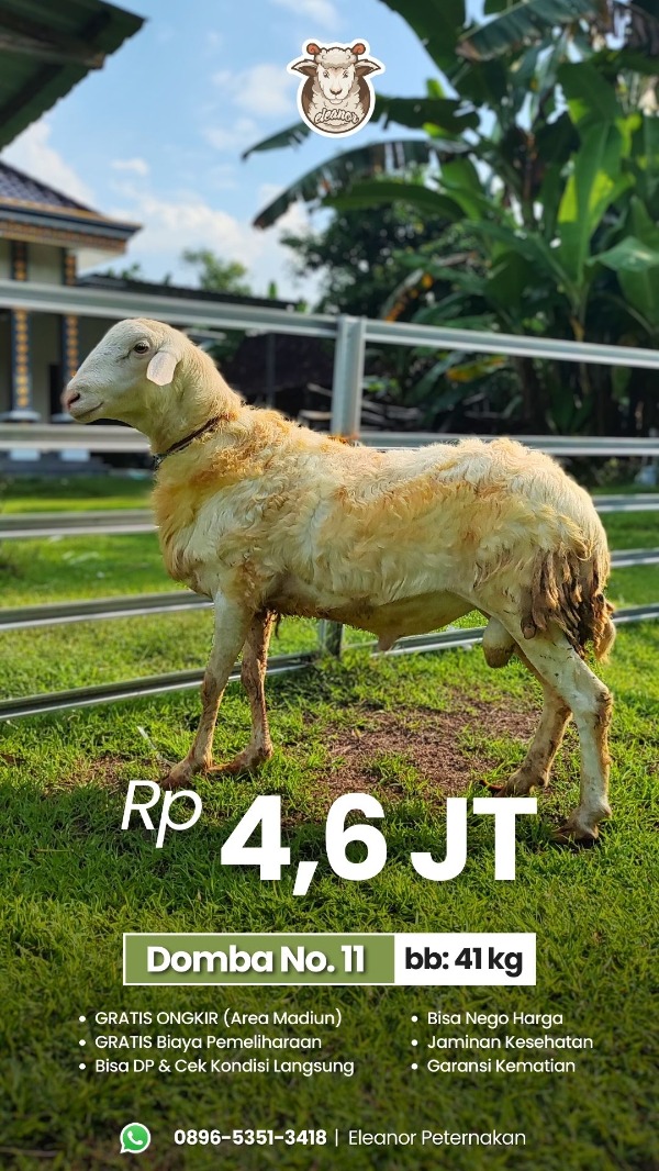 Domba Qurban No 11