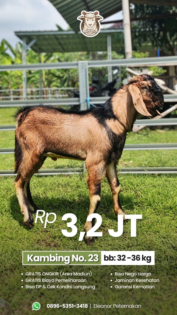 Kambing Qurban No 23