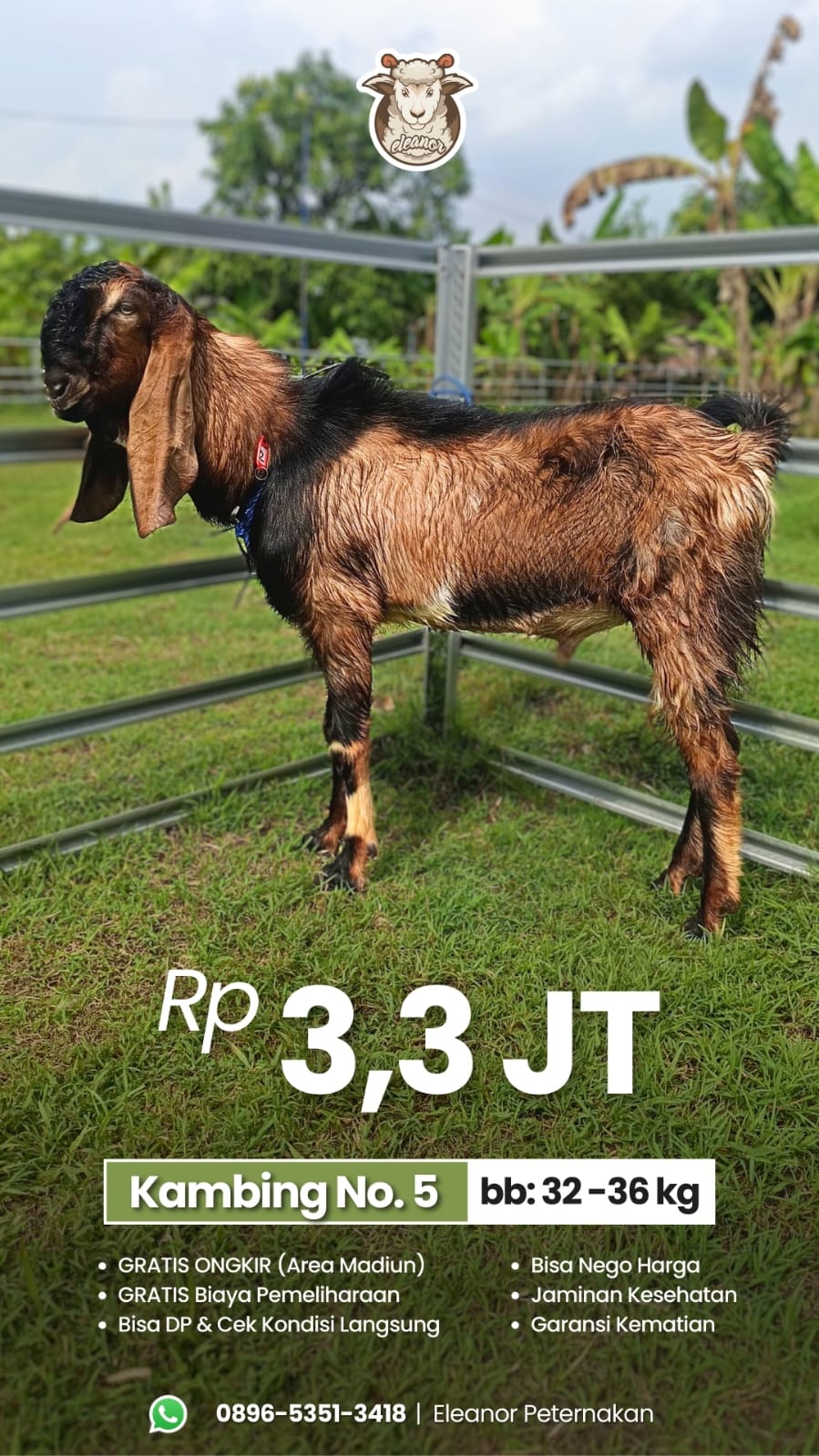 Kambing Qurban No 5