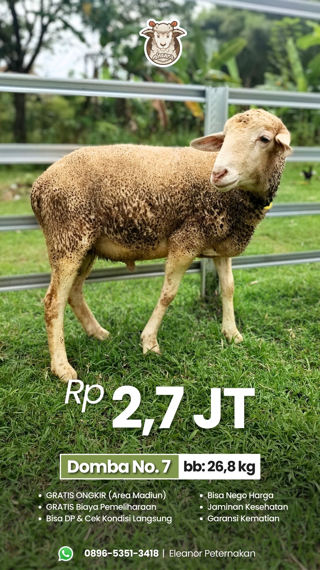 Domba Qurban No 7