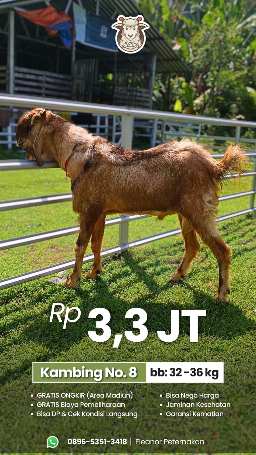 Kambing Qurban No 8