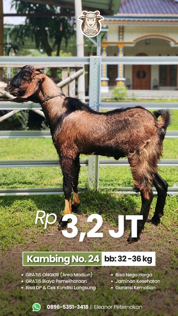 Kambing Qurban No 24