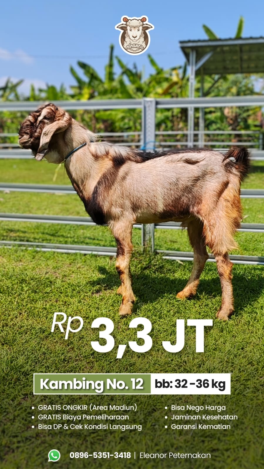 Kambing Qurban No 12