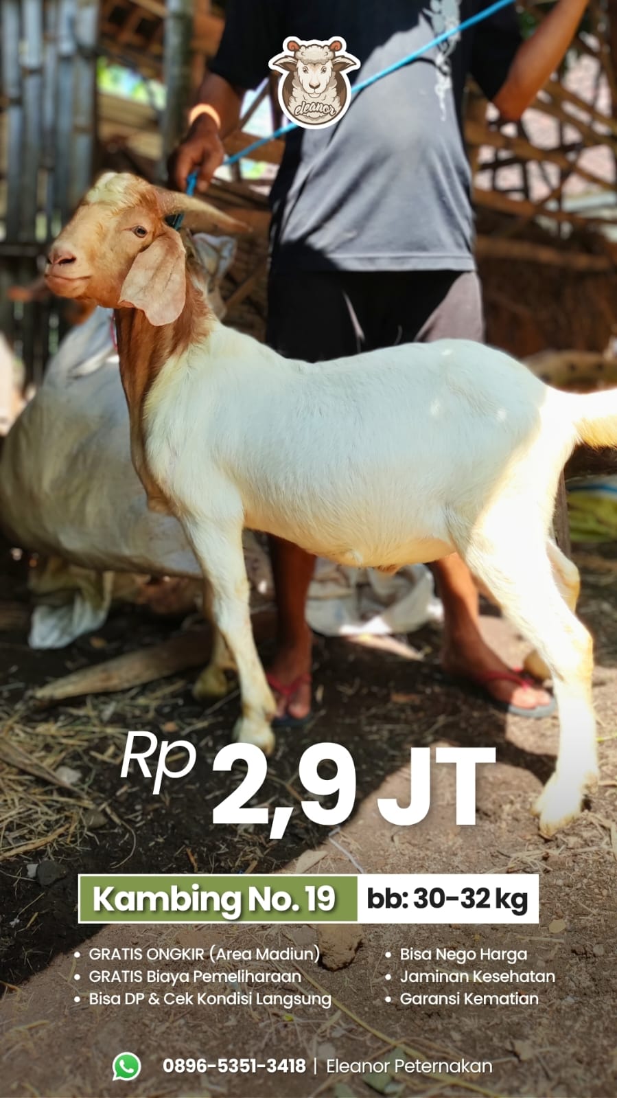 Kambing Qurban No 19