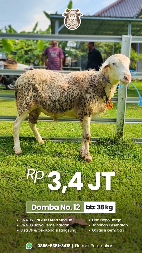 Domba Qurban No 12