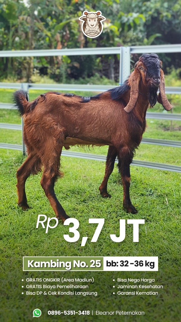 Kambing Qurban No 25
