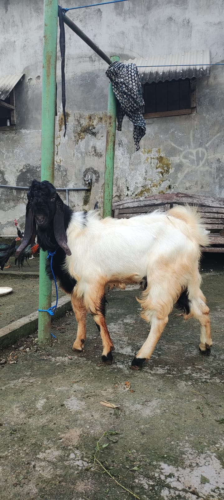 Kambing Qurban No 27
