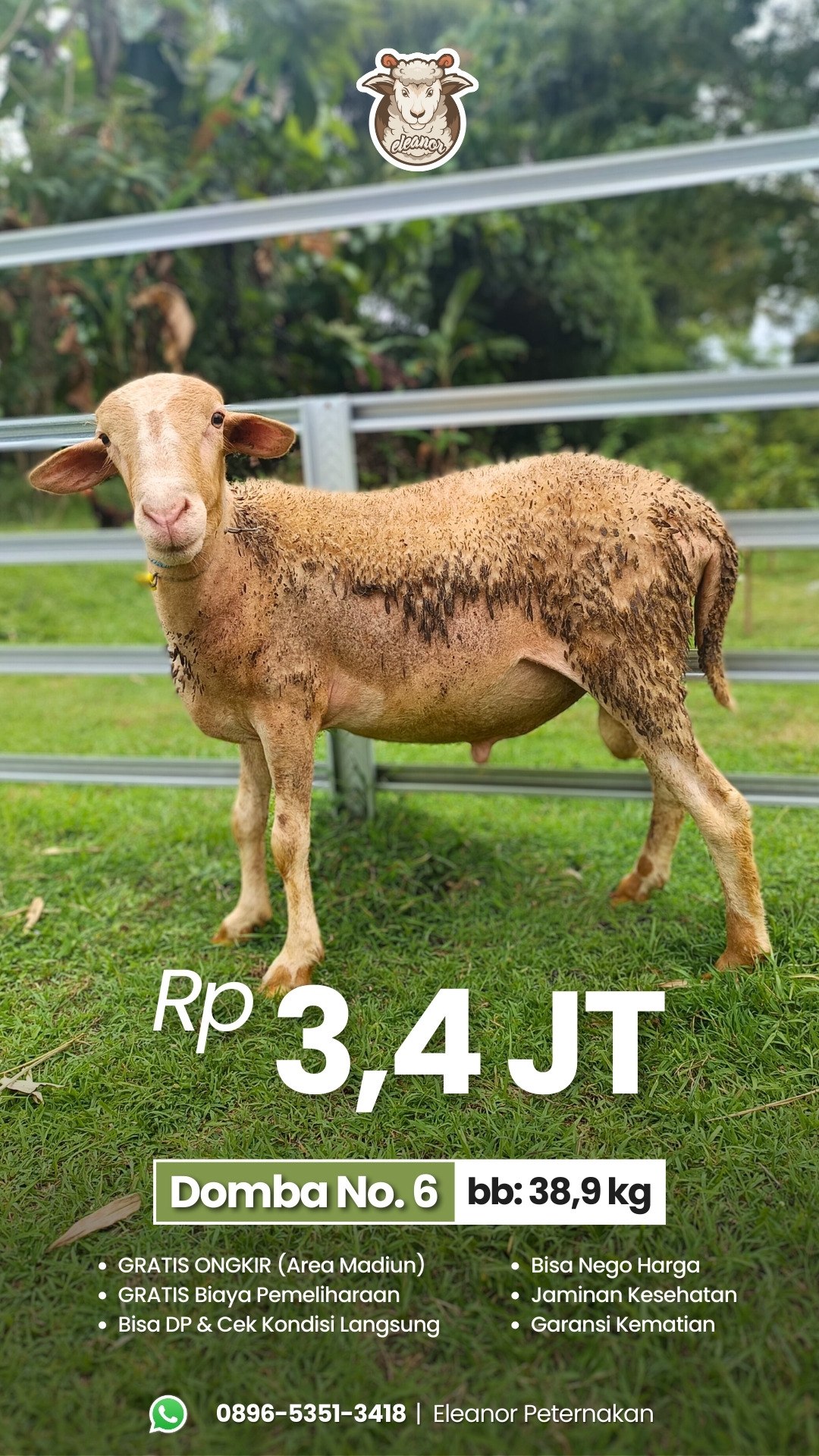 Domba Qurban No 6