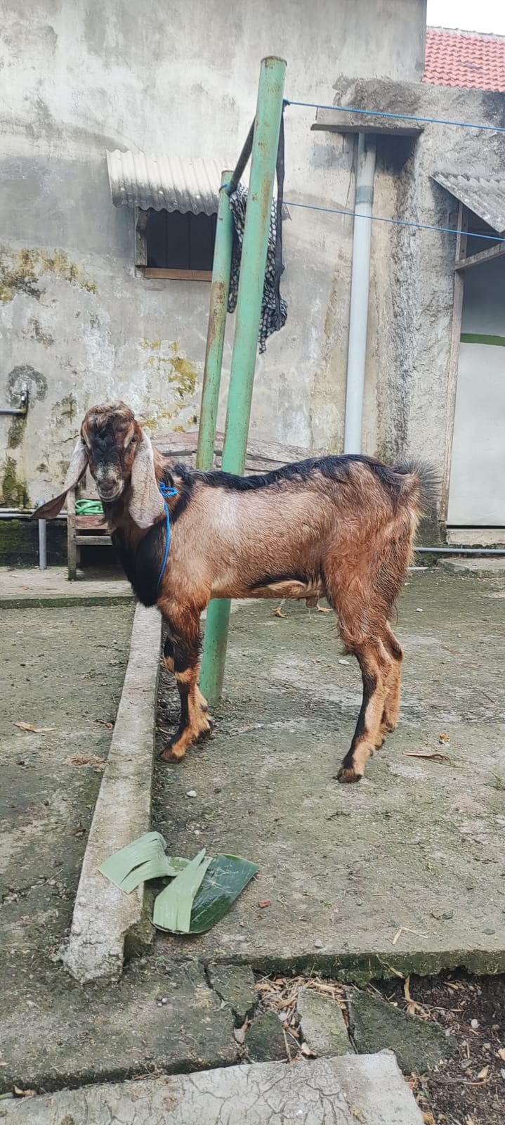 Kambing Qurban No 29