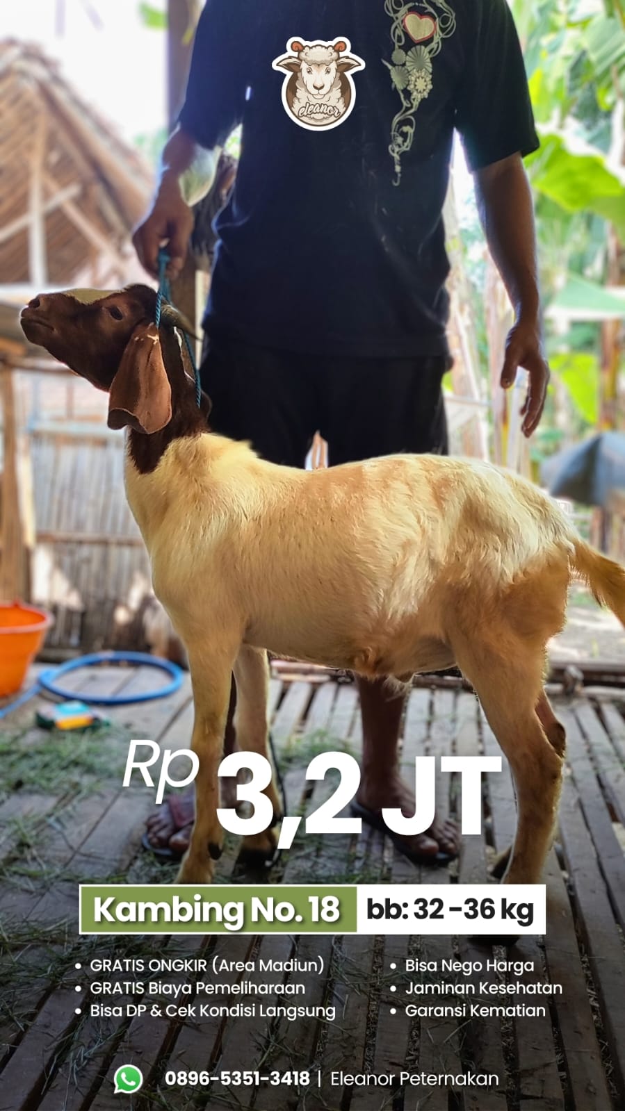 Kambing Qurban No 18