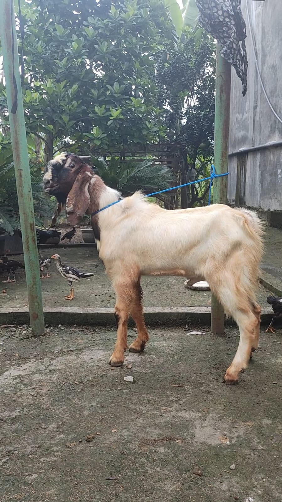 Kambing Qurban No 30