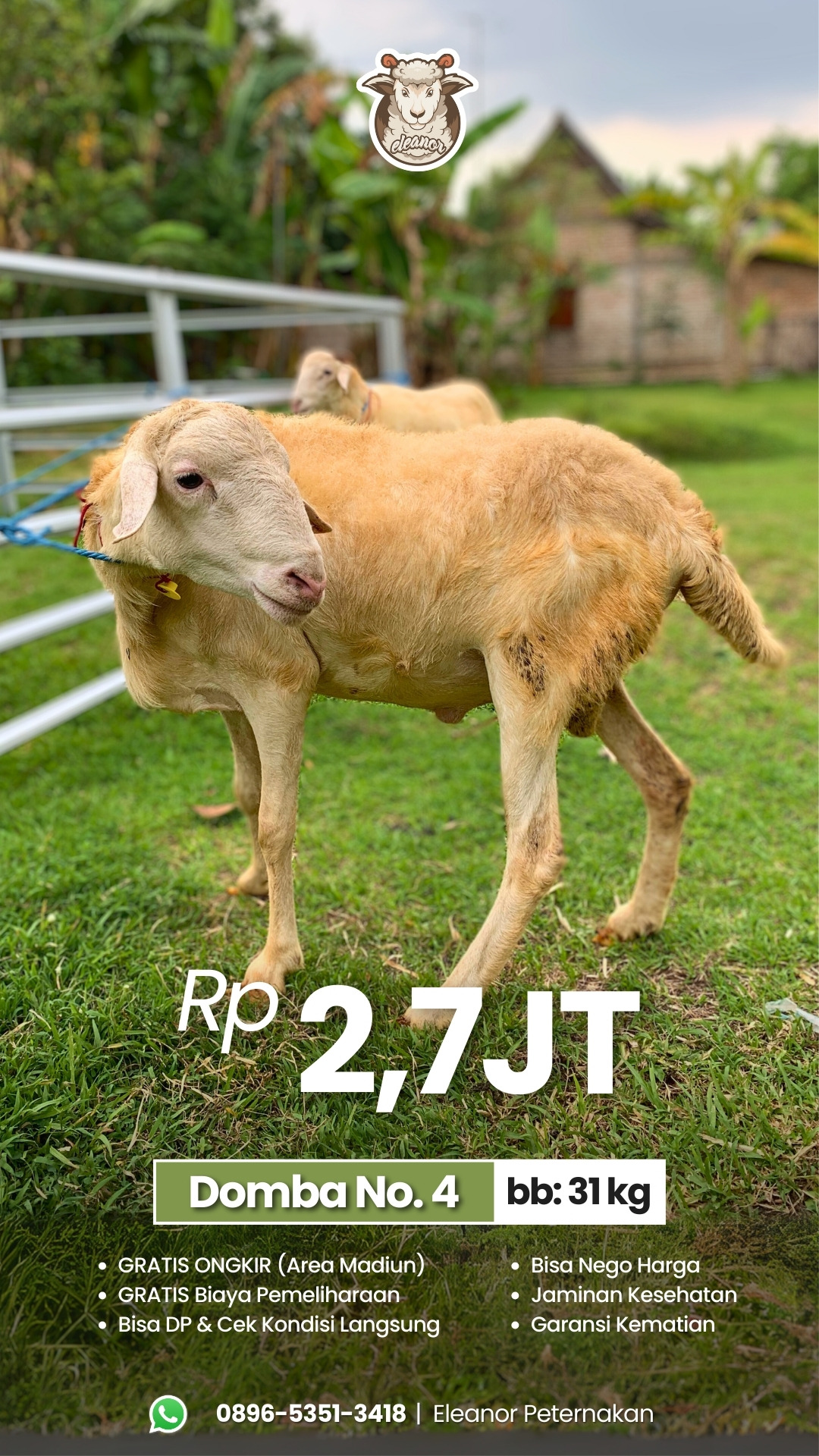 Domba Qurban No 4