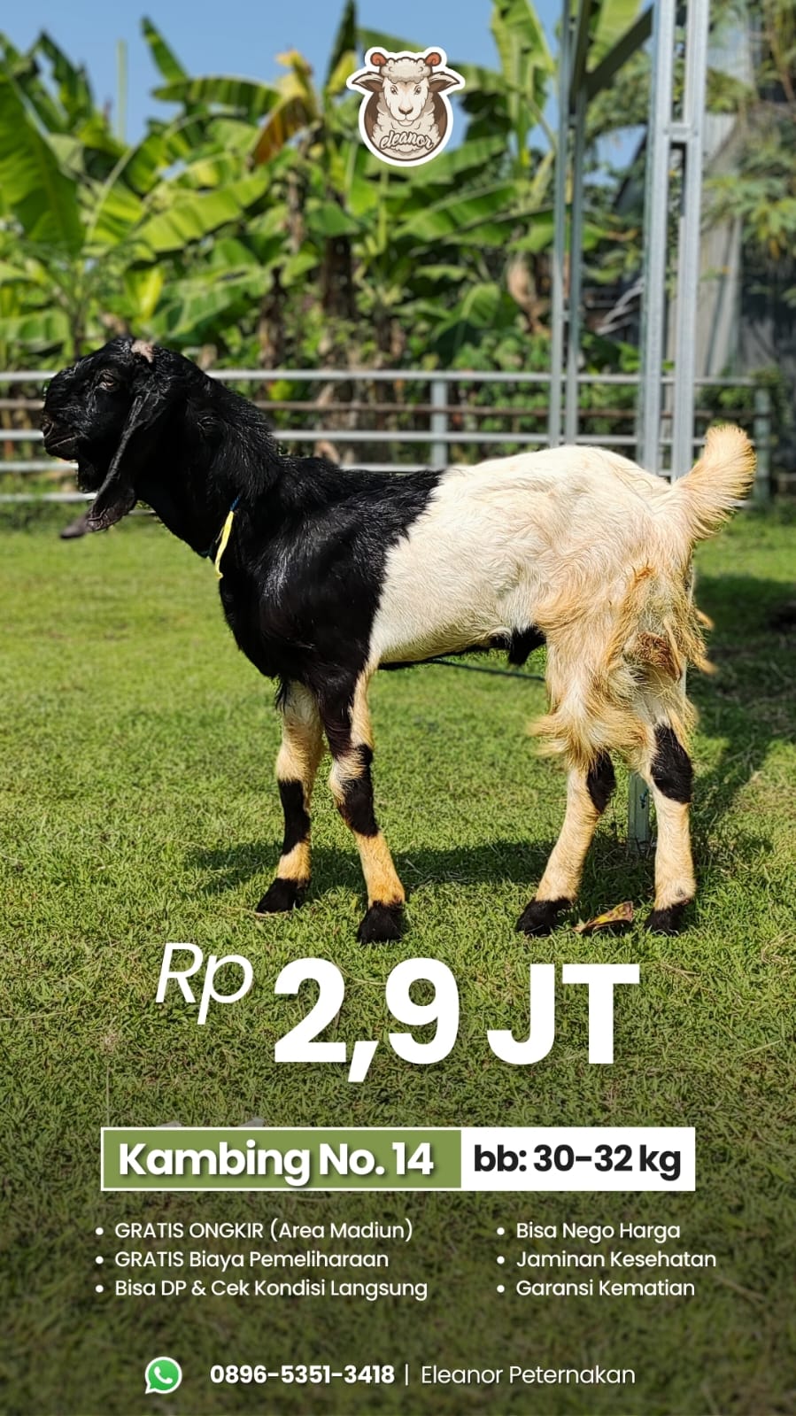 Kambing Qurban No 14