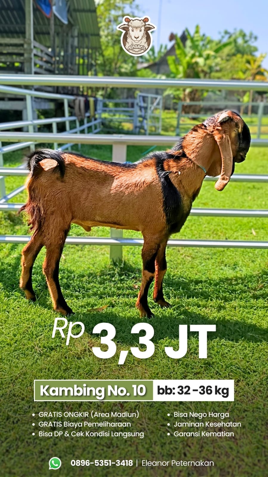 Kambing Qurban No 10
