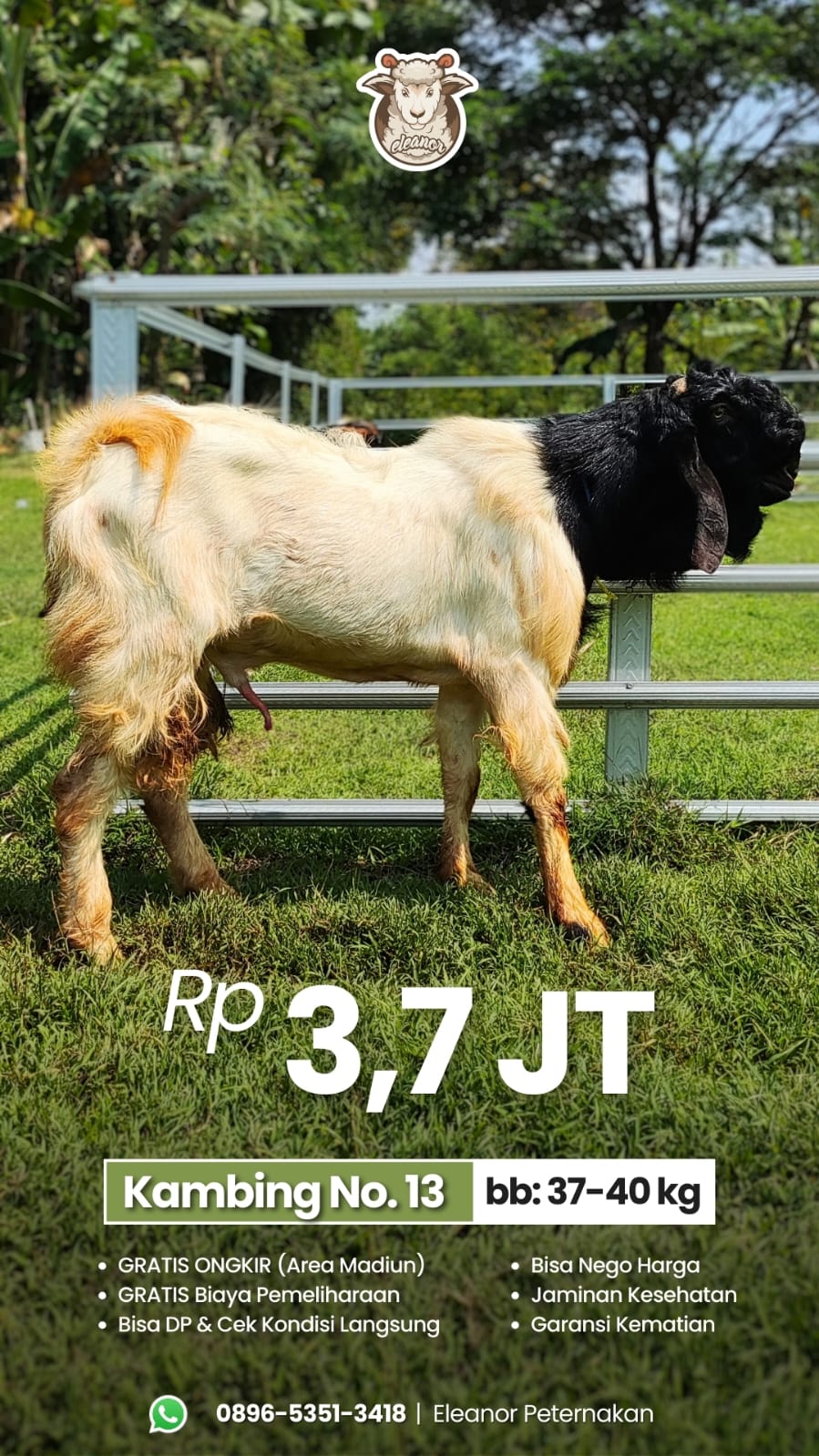 Kambing Qurban No 13