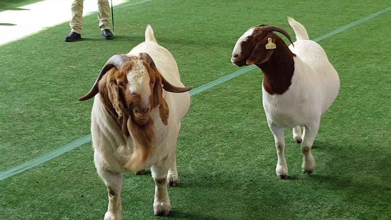 Penyusunan Rencana Anggaran Biaya Ternak Kambing untuk Satu Siklus Produksi