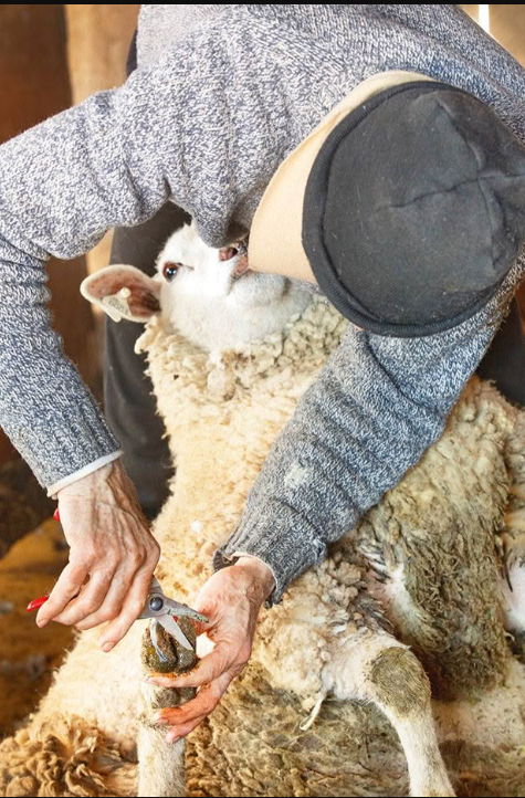 Pentingnya Membersihkan Kuku Ternak Kambing dan Domba Secara Rutin