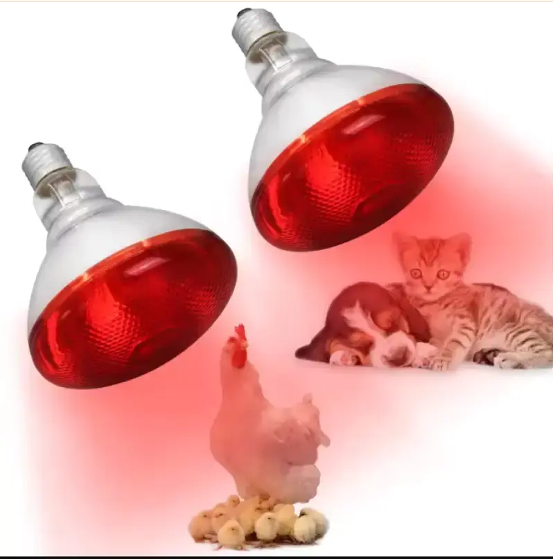 Pentingnya Lampu Penghangat untuk Hewan Ternak