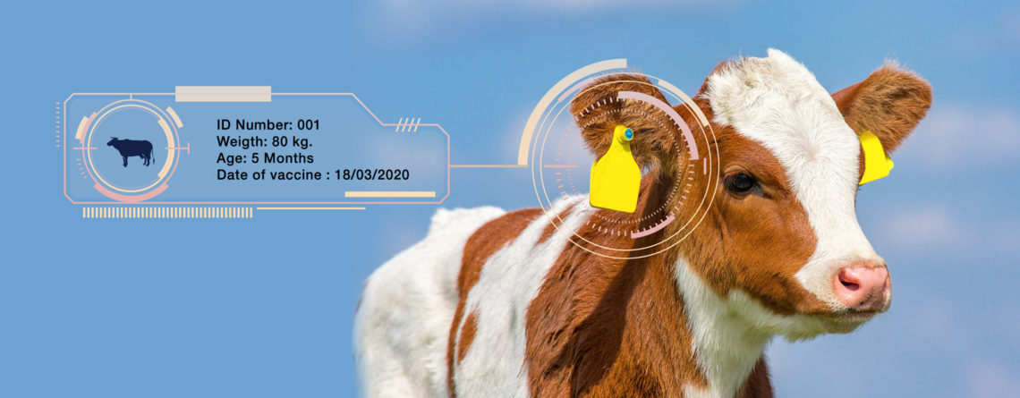 Pengenalan Sistem RFID untuk Identifikasi dan Pelacakan Ternak