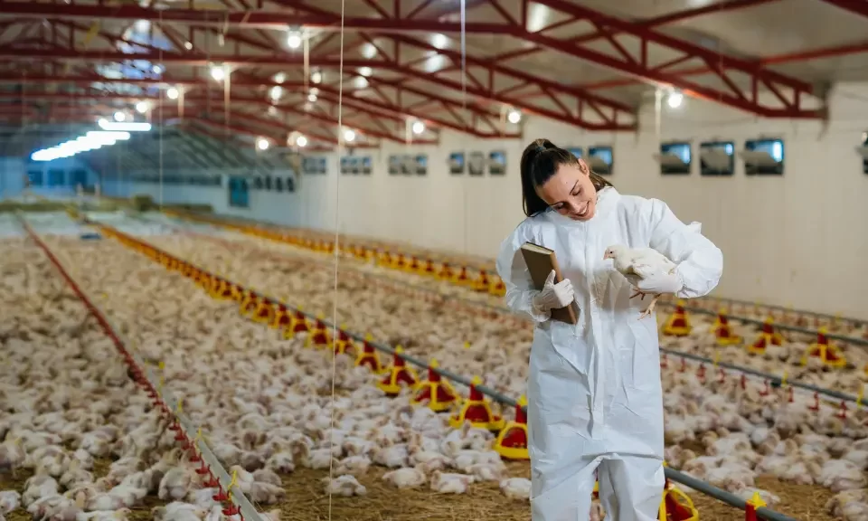 Cara Mengelola Kandang Ayam agar Bebas dari Penyakit