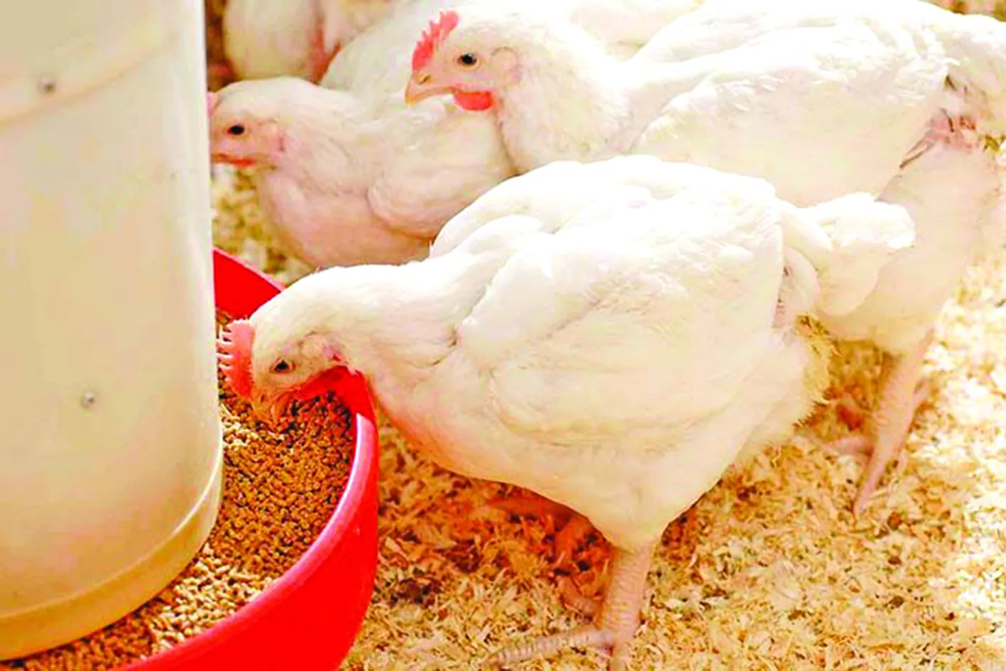 Memahami Kebutuhan Gizi Ternak untuk Meningkatkan Kualitas Produk
