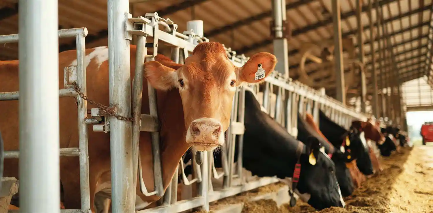 Pakan Terbaik untuk Mempercepat Pertumbuhan Sapi Potong
