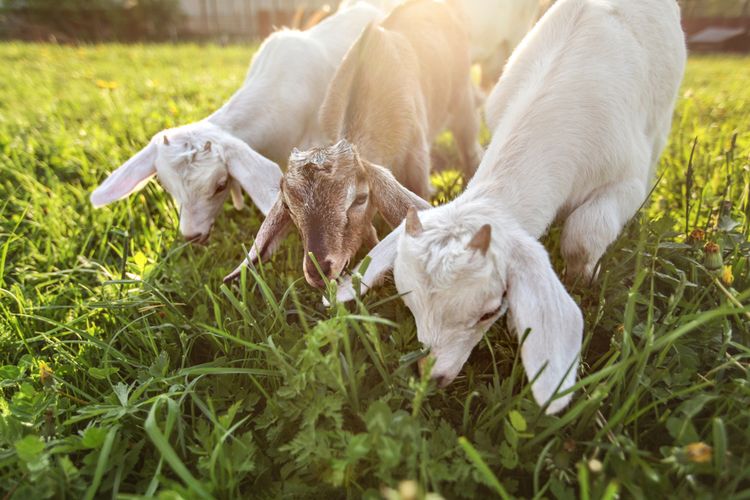 Mengenal Jenis Rumput Pakan Terbaik untuk Sapi dan Kambing